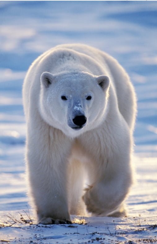 Plakát pro film “Proměny ledního medvěda”