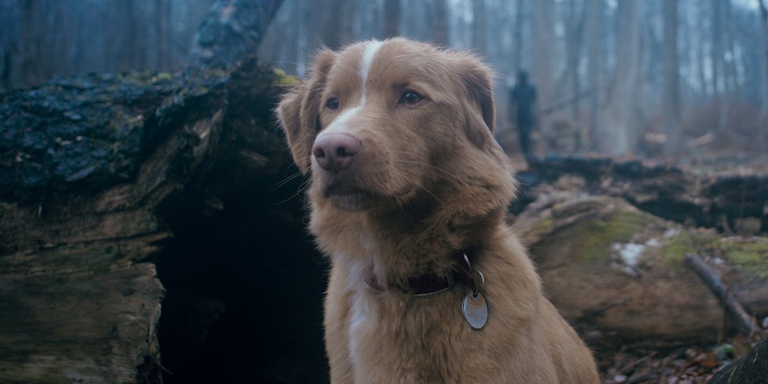 Tapeta filmu Good Boy /  ()