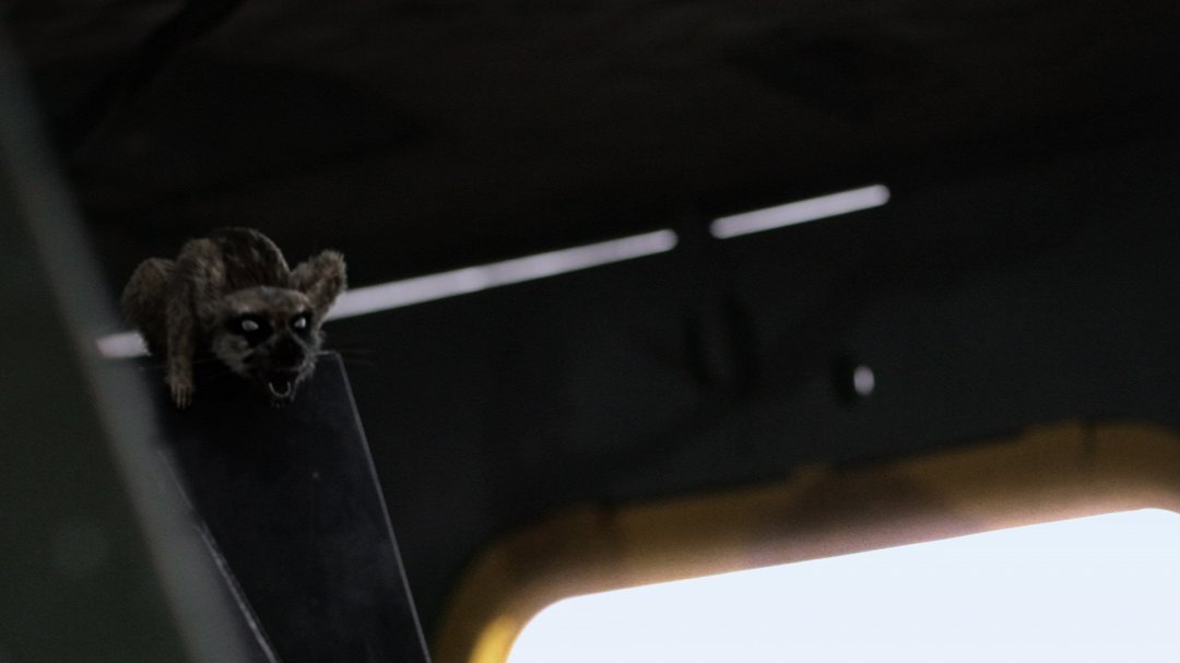 Tapeta filmu Zoombies 2 /  ()