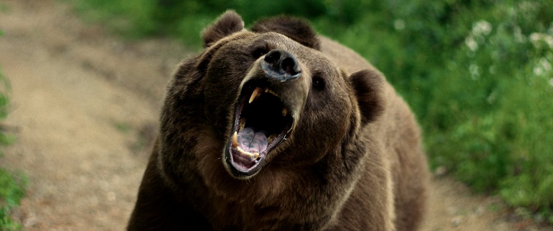 Tapeta filmu Grizzly Night / ()
