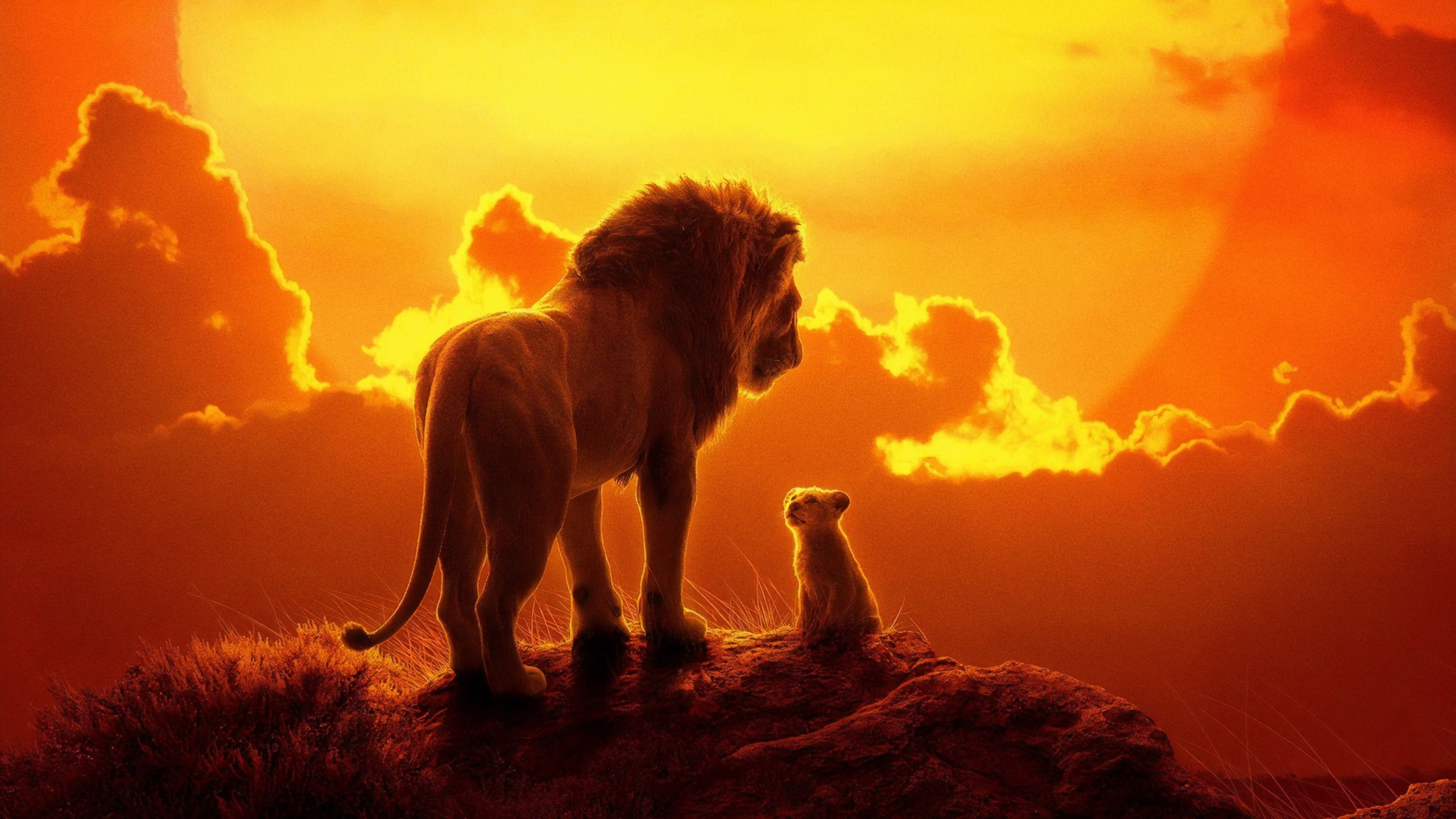 Tapeta filmu Lví král / The Lion King (2019)