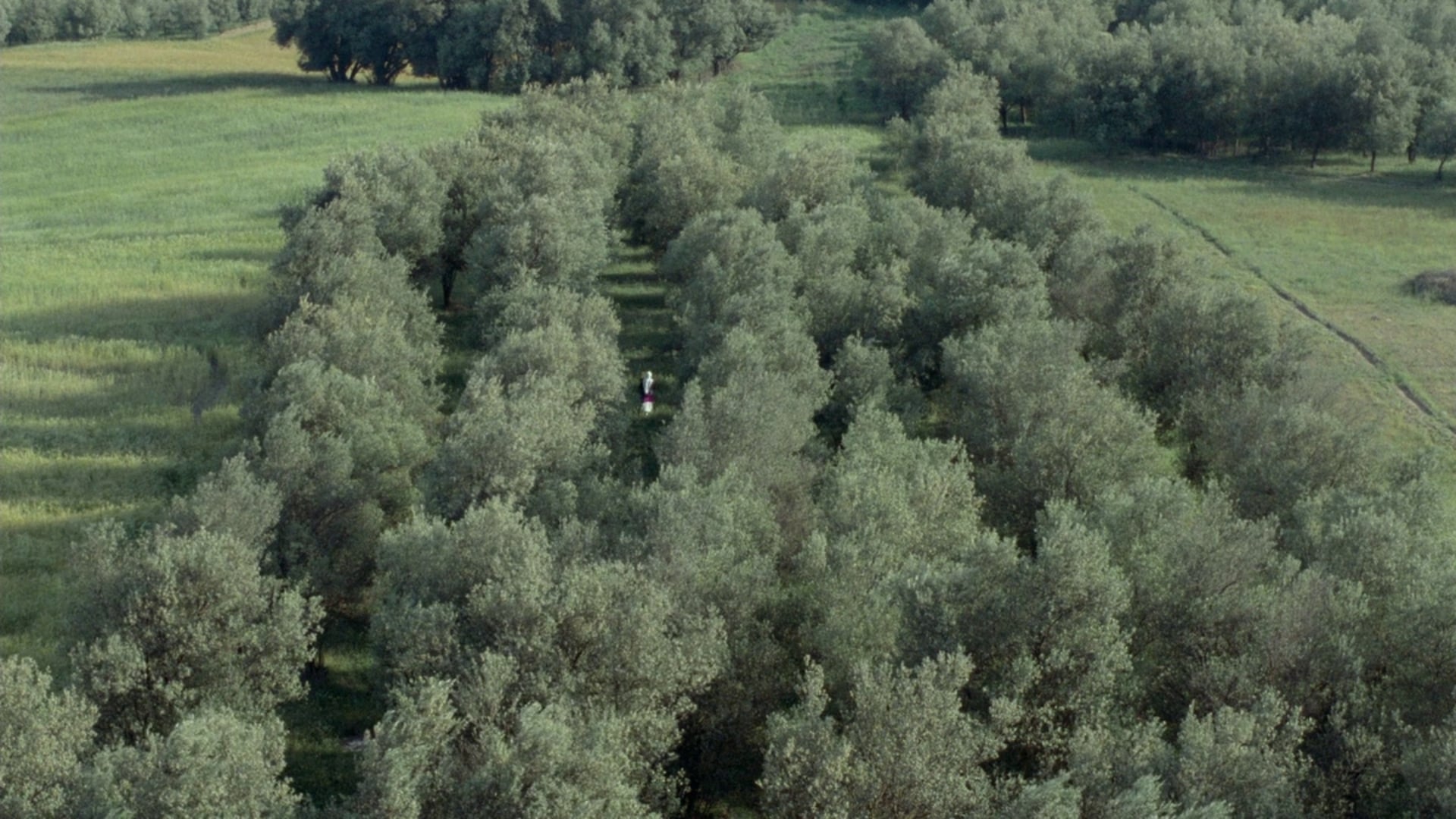 Tapeta filmu Pod olivovníky / Through the Olive Trees (1994)