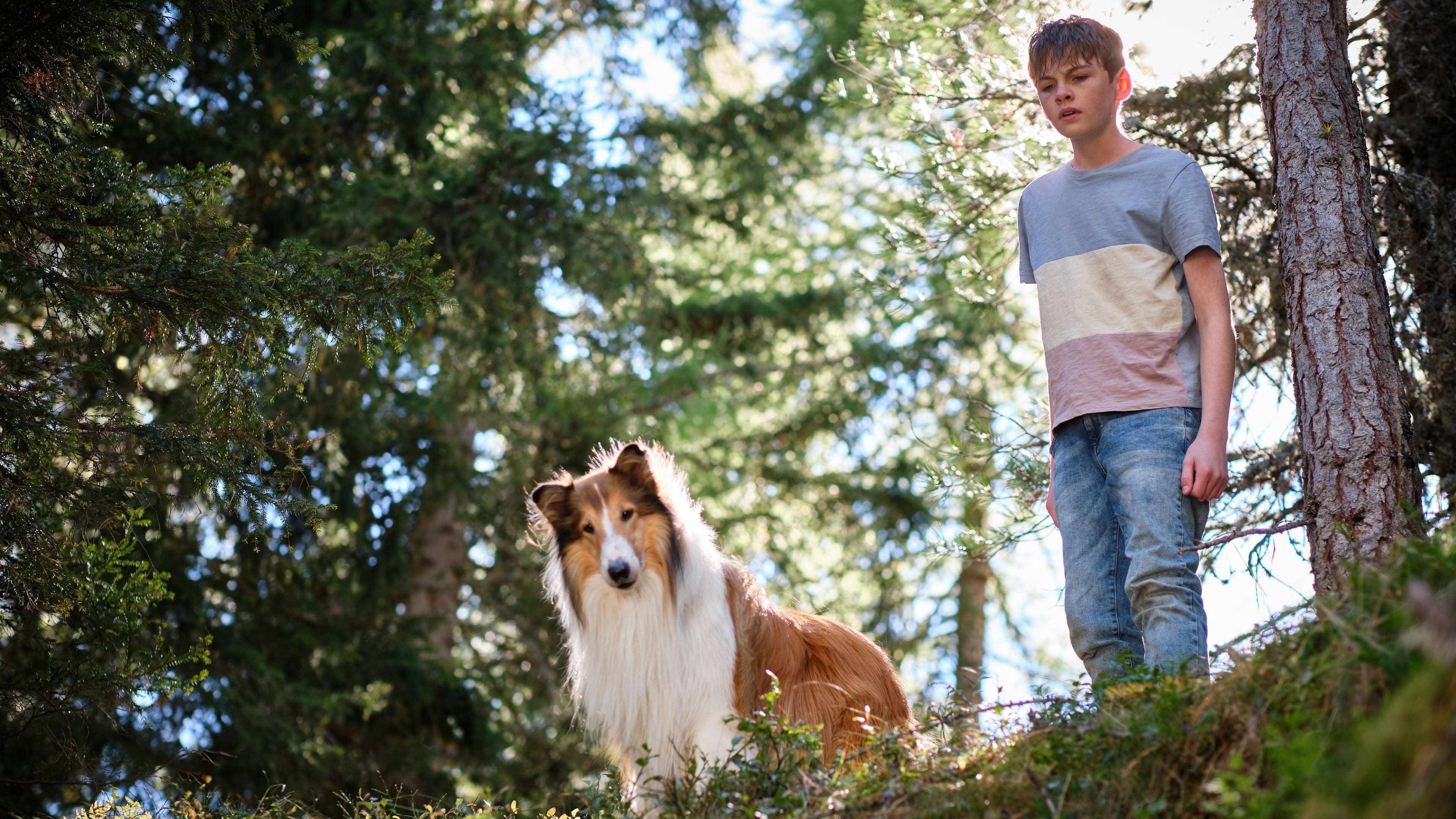 Tapeta filmu Lassie: Nové dobrodružství / Lassie - Ein neues Abenteuer (2023)