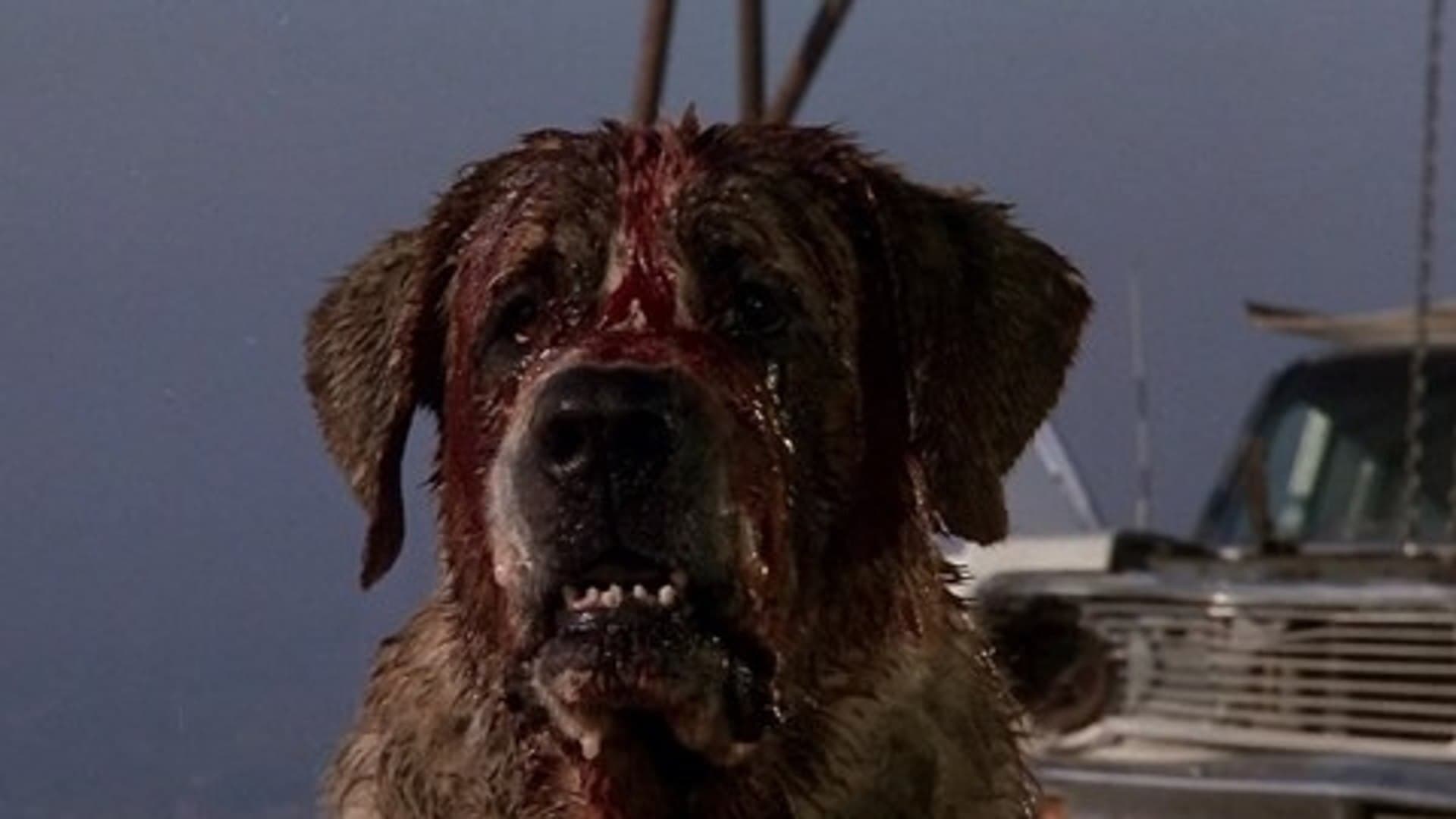 Tapeta filmu Cujo, vzteklý pes / Cujo (1983)