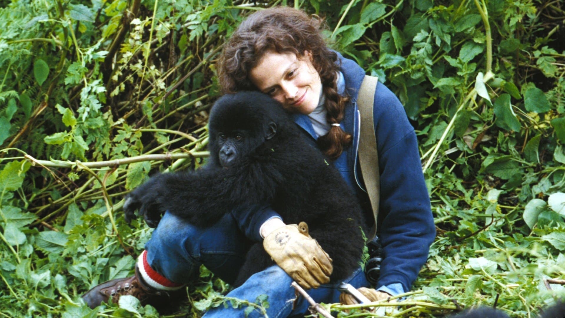 Tapeta filmu Gorily v mlze / Gorillas in the Mist (1988)