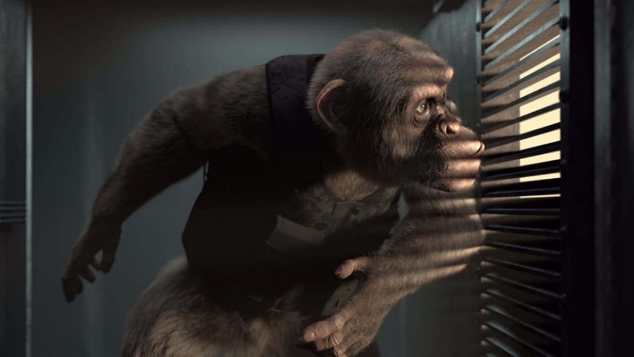 Tapeta filmu Opičí agent / C.I.Ape (2021)