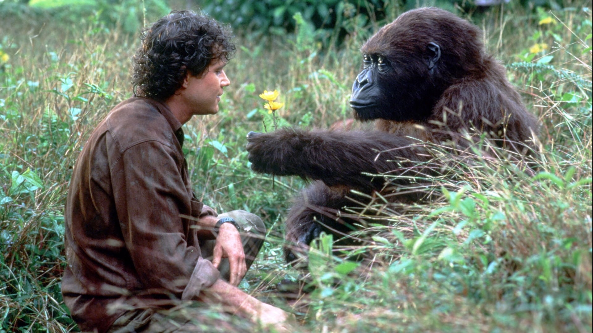 Tapeta filmu Kongo / Congo (1995)