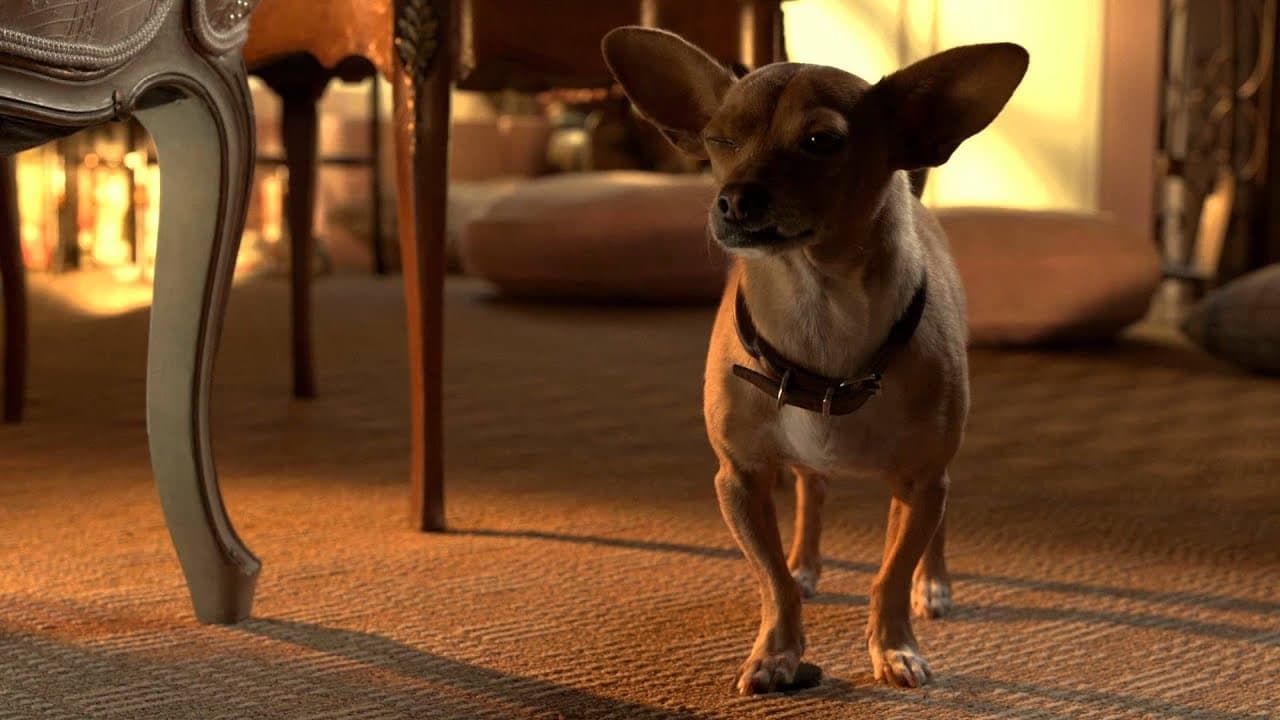 Tapeta filmu Čivava z Beverly Hills 3 / Beverly Hills Chihuahua 3: Viva La Fiesta! (2012)
