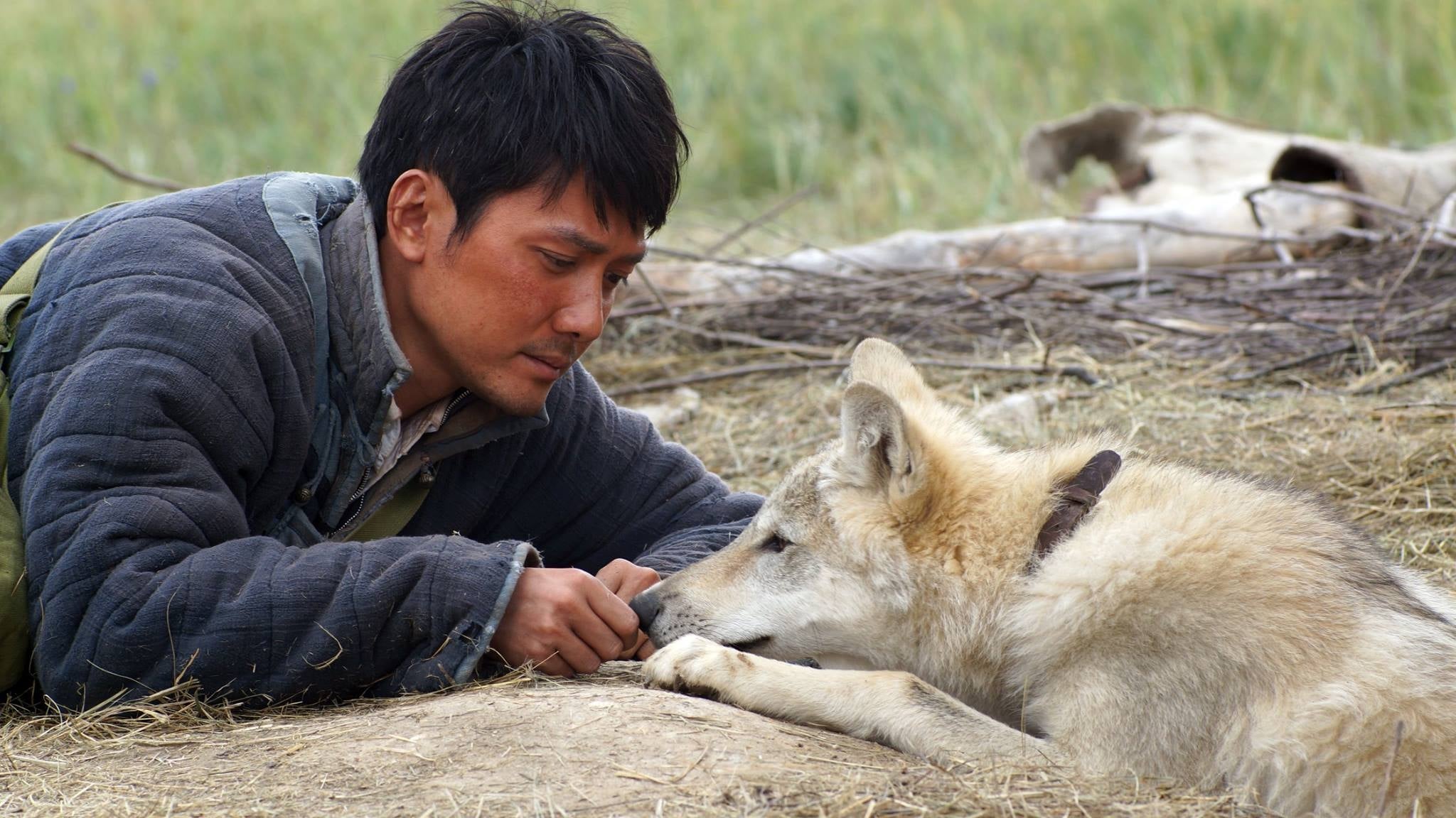Tapeta filmu Totem vlka / Wolf Totem (2015)