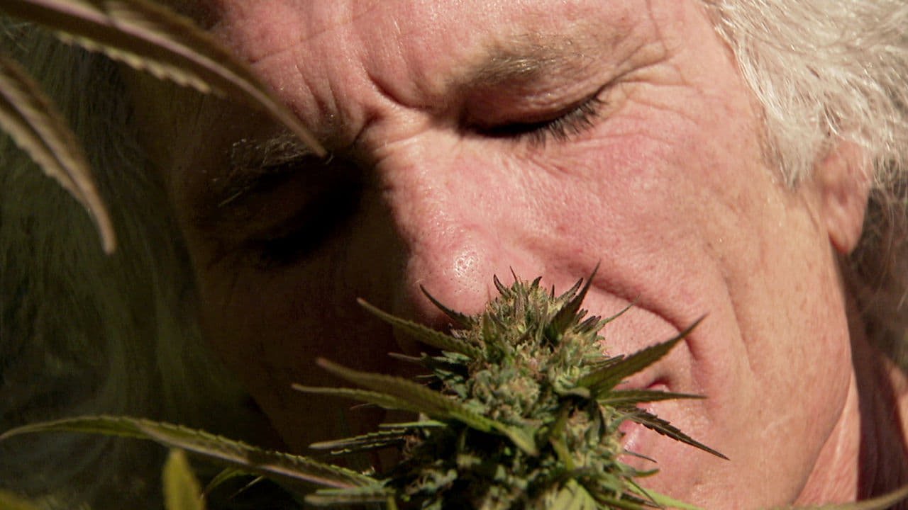 Tapeta filmu Pohled zevnitř: Léčivé vlastnosti marihuany / Inside: Medical Marijuana (2011)