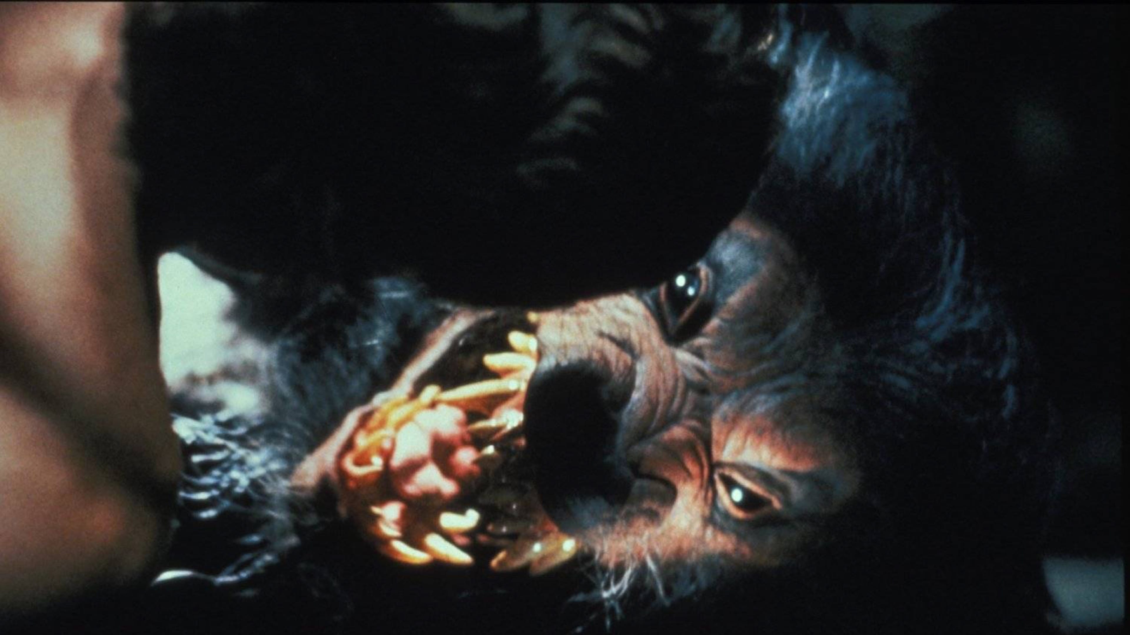 Tapeta filmu Kvílení vlkodlaků V / Howling V: The Rebirth (1989)