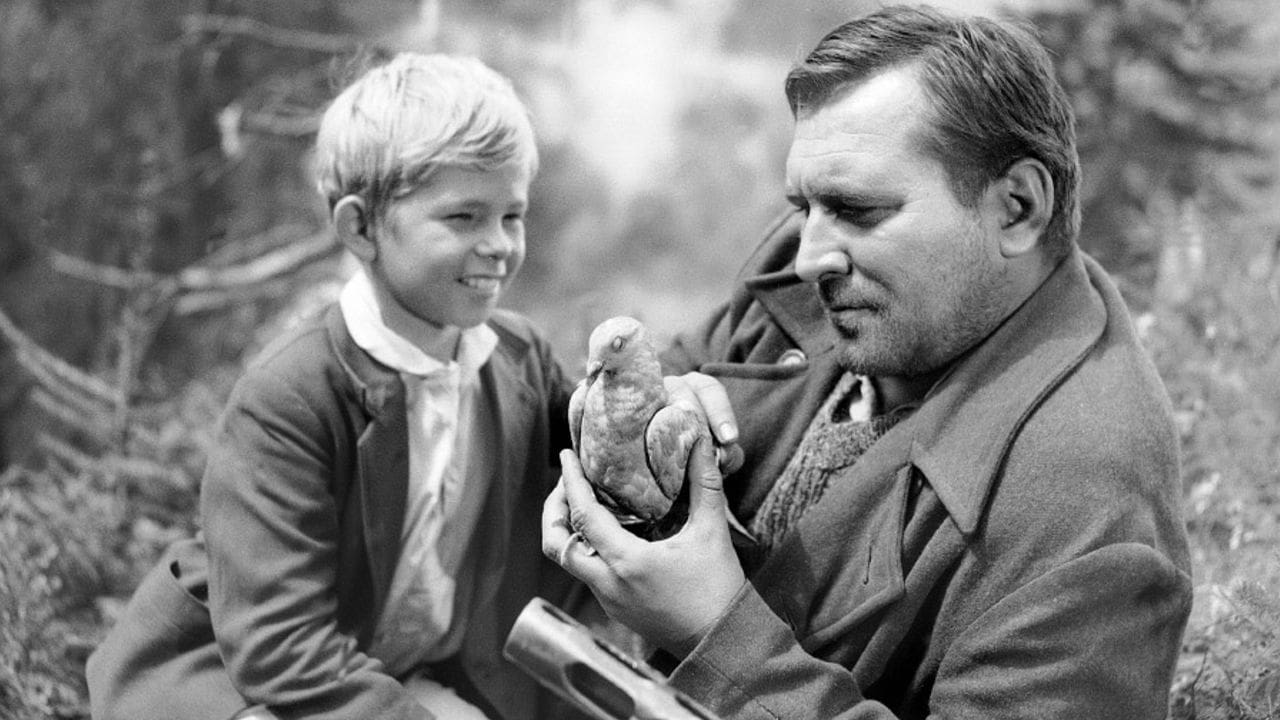 Tapeta filmu Pieseň o sivom holubovi / Piesen o sivom holubovi (1961)