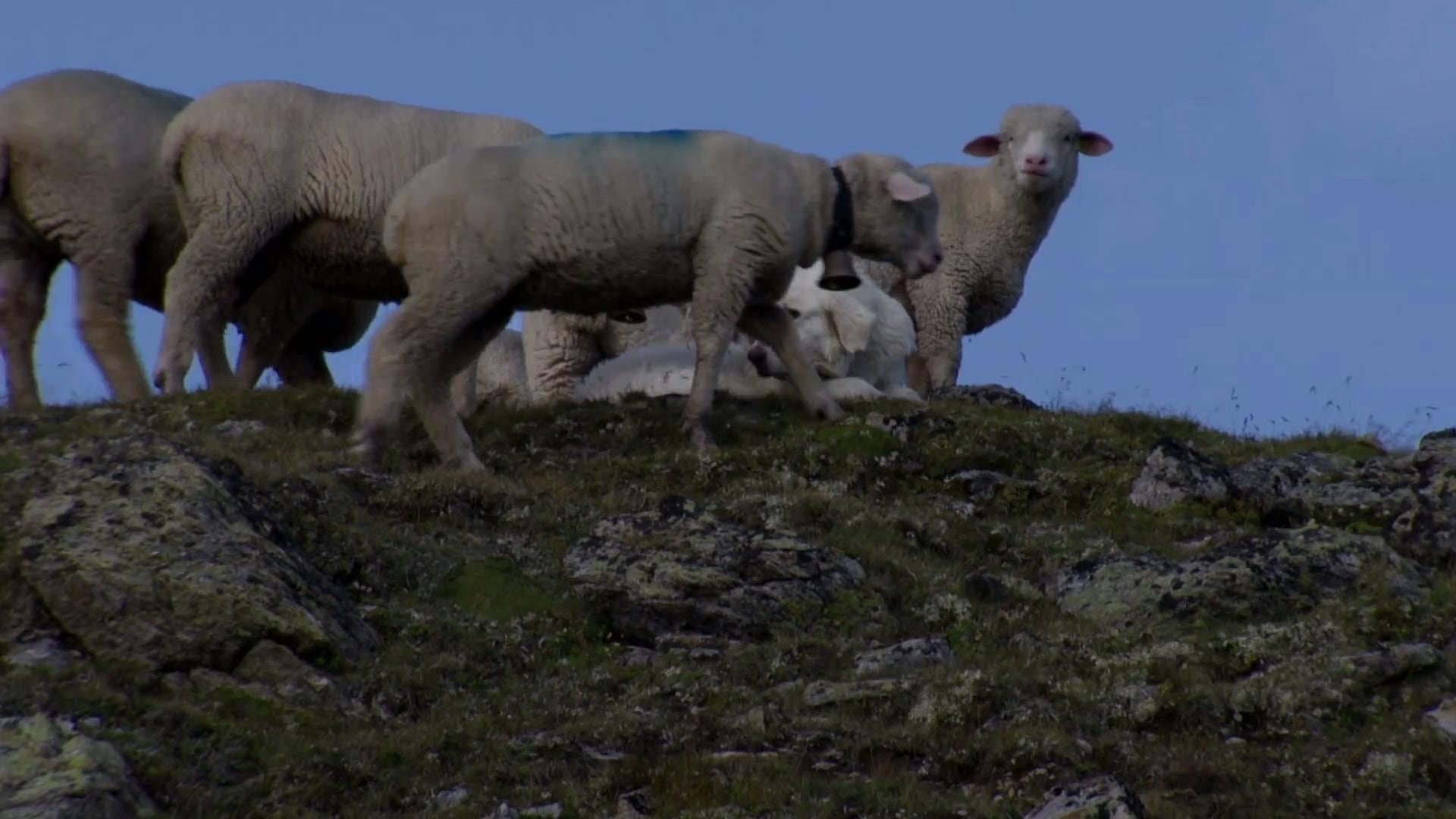 Tapeta filmu Engadin: Švýcarská divočina /  ()