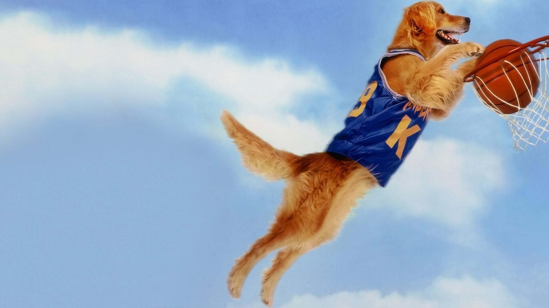 Tapeta filmu Můj pes Buddy / Air Bud (1997)