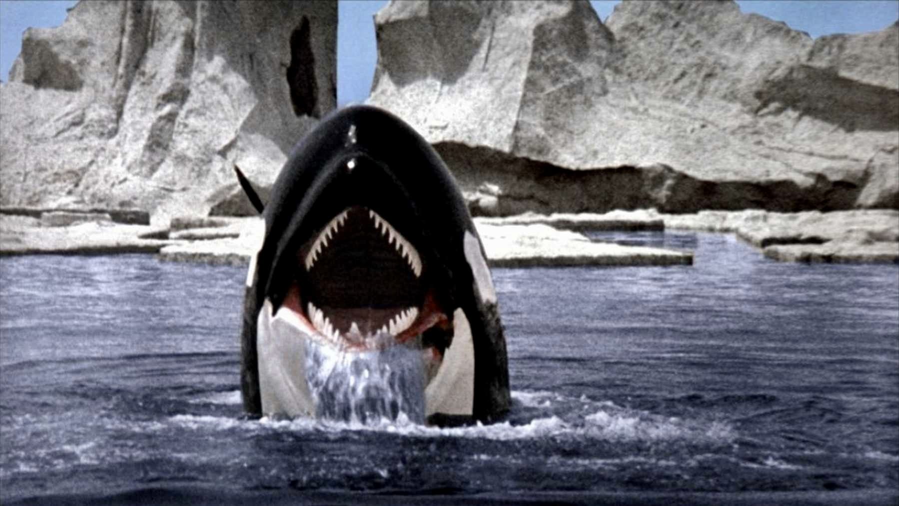 Tapeta filmu Orka zabiják / Orca (1977)