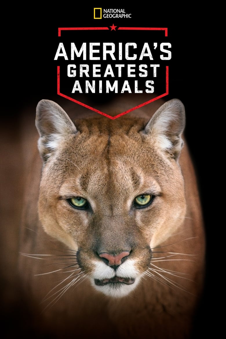 Plakát pro film “Nejlepší zvířata Ameriky”